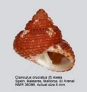 Clanculus cruciatus (f) rosea (2)